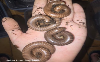 SMOKEY BROWN MILLIPEDE / SMOKEY BROWN MILIPEDE